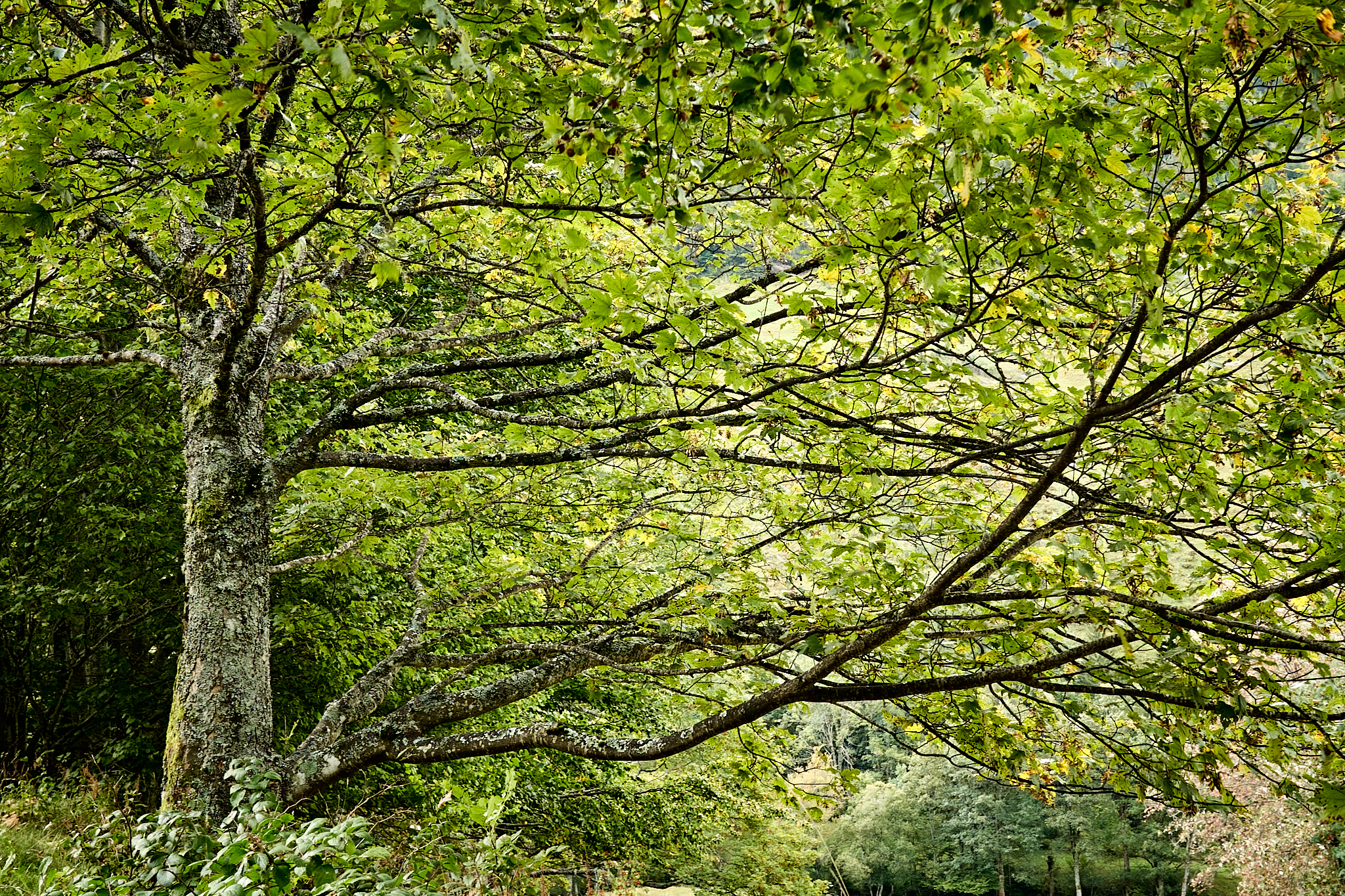 Natur-1