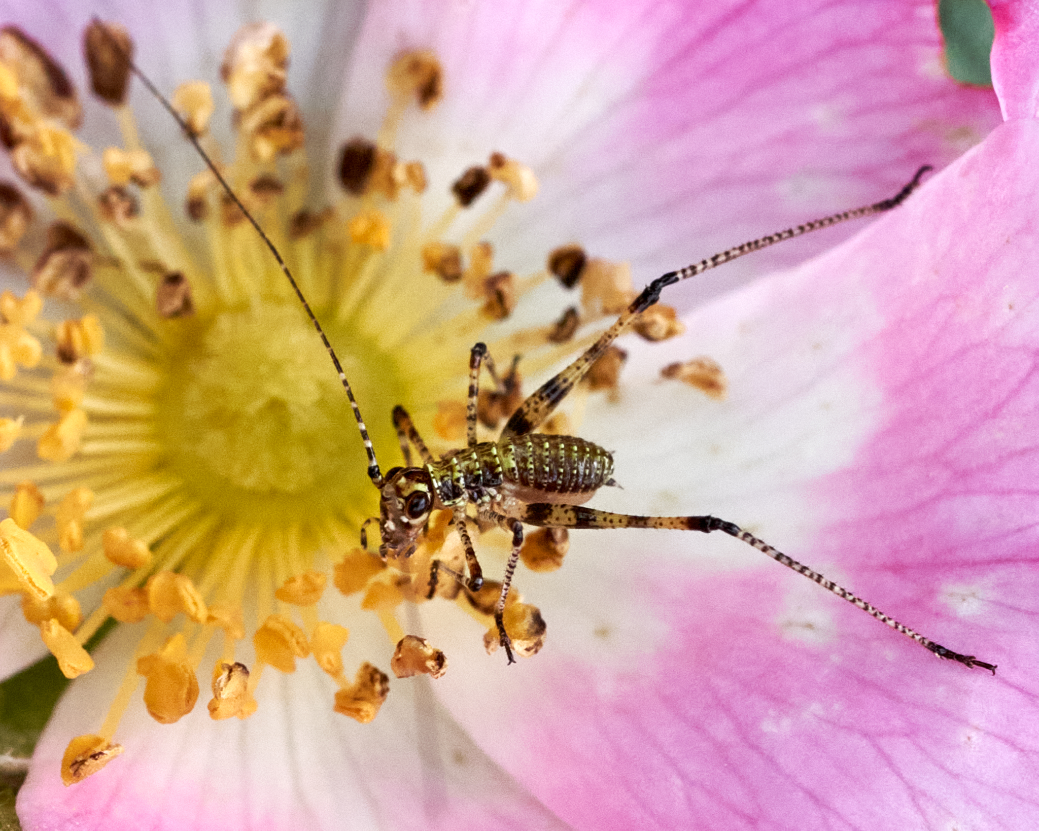 Natur-10