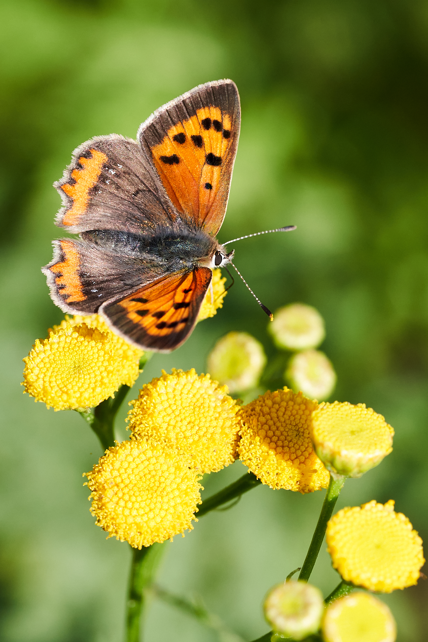 Natur-3
