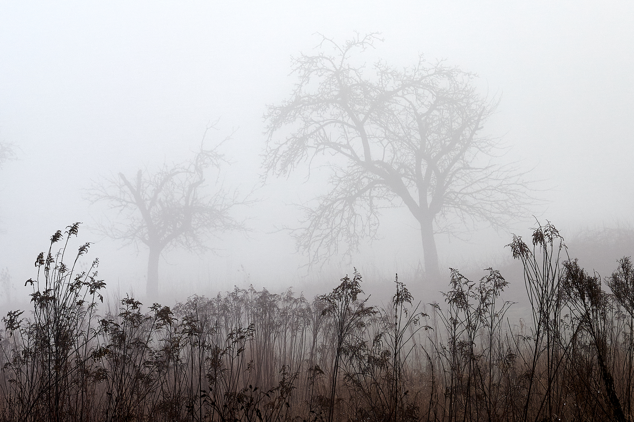 Natur-5