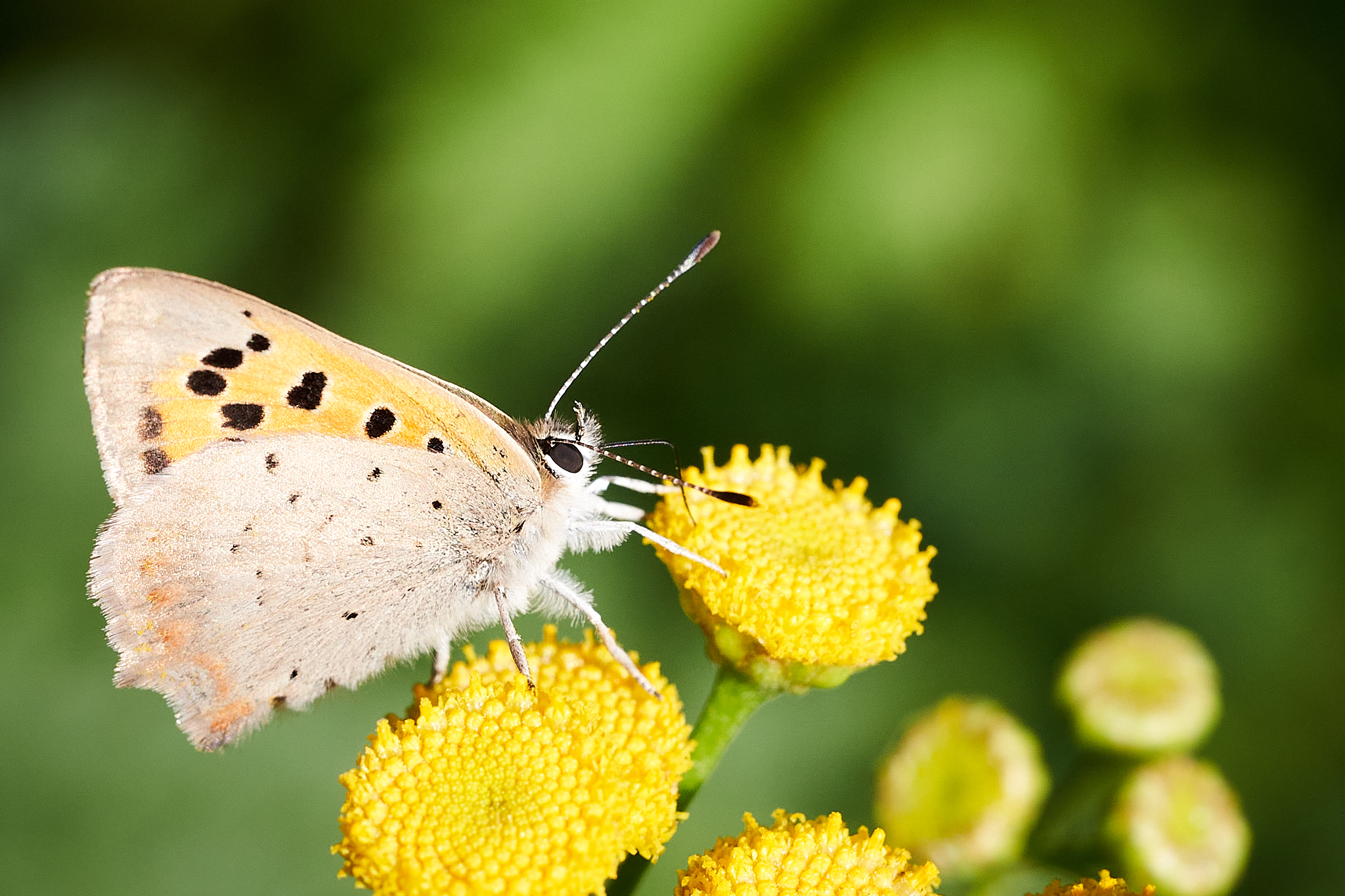 Natur-6