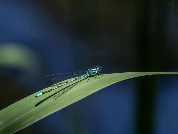 Natur und Tiere