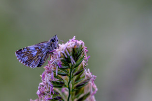 Flora und Fauna