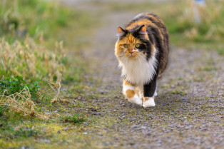 Flora und Fauna
