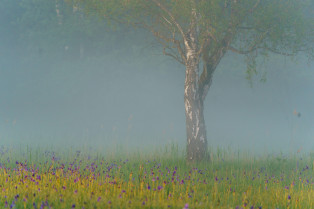 Natur