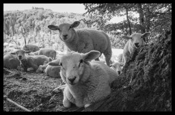 sheep-DSC_6401acros_border.jpg