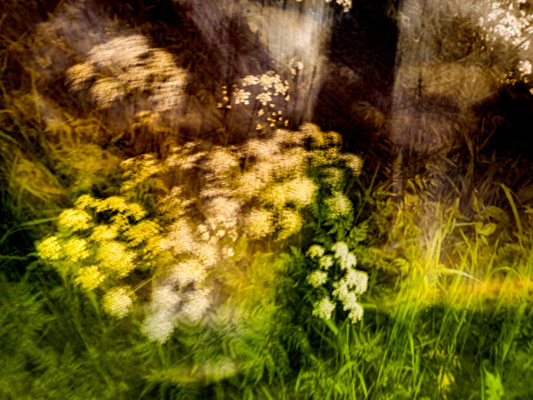 WL_Blumen_020.jpg