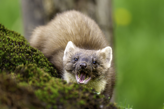 BAUMMARDER
