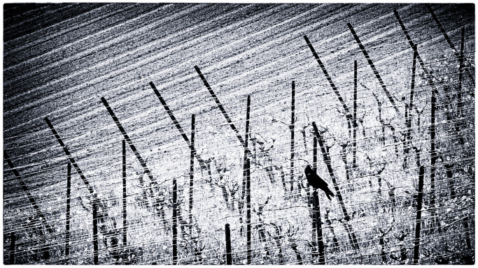 BK-Linien