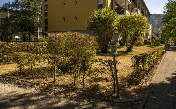Warnecke-1