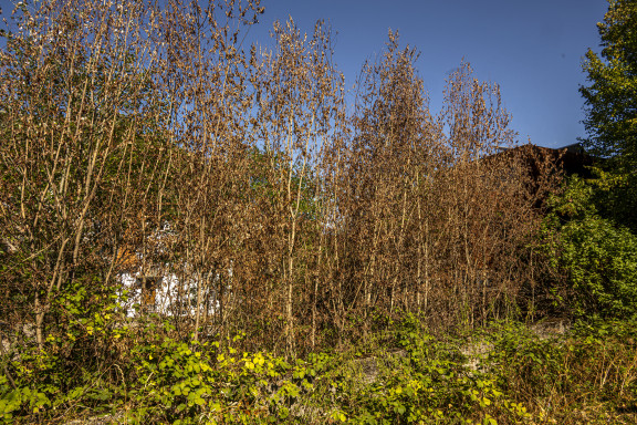Warnecke-2